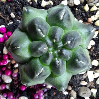 Gymno kikko - Gymnocalycium cv kikko ( 4.1cm - 6.5cm ) ( Vườn Xương rồng EXOTICACTUS )