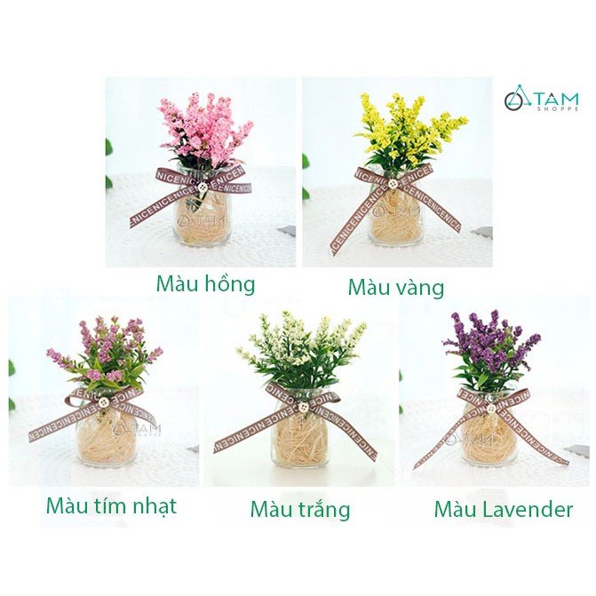 Chậu hoa nhỏ để bàn Lavender số 77 TTTM