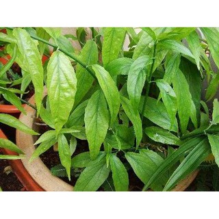Cây xương khỉ 1kg