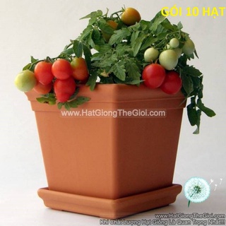 10h hạt giống cà chua cherry rủ đỏ tg36