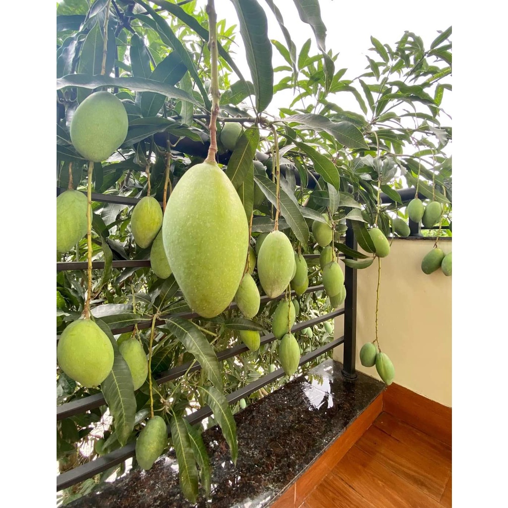 GIỐNG CÂY XOÀI GHÉP 1 NĂM CÓ TRÁI TRỒNG CHẬU SIÊU QUẢ