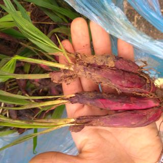 củ Sâm hành giống