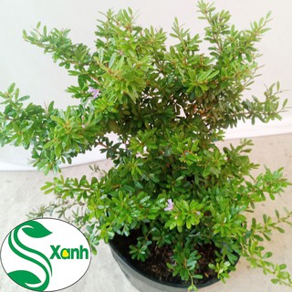 Cây Linh Sam Lá Nhỏ, Hoa Tím