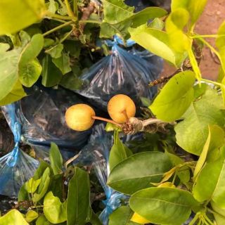 Combo cây giống kiwi,nho ngón tay