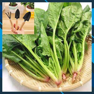 [DEAL SHOCK 1K] 100 Hạt Giống Rau Cải Bó Xôi - Rau Chân Vịt [FREESHIP XTRA] TẶNG BỘ LÀM VƯƠN MINI