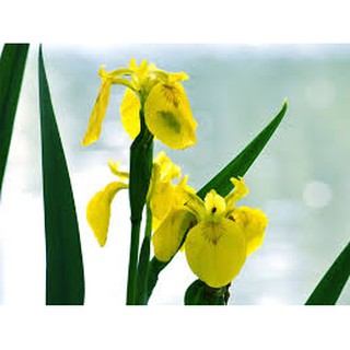 Hạt giống hoa diên vĩ vàng