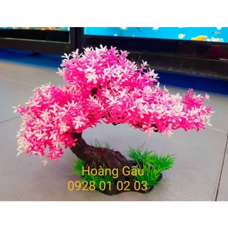 Cây trang trí hồ cá