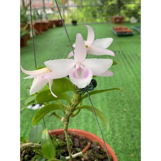 Lan Phi Điệp 🍀FREESHIP🍀 Hồng Yên Thủy [ Ươm Kie ]