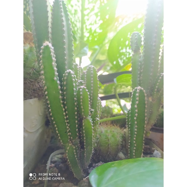 Cây xương rồng thanh sơn