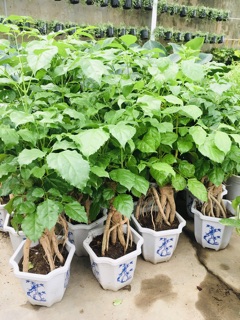 Cây hạnh phúc