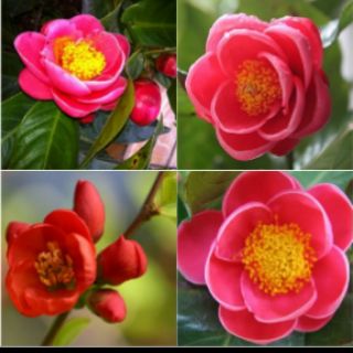Cây giống hải đường