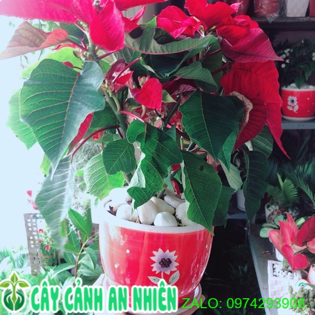 Chậu Cây Trạng Nguyên