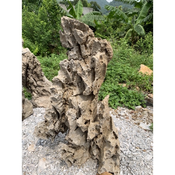 Đá tai mèo làm tiểu cảnh bonsai