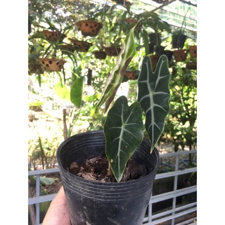 Cây Môn Quan Âm - Alocasia Polly (Chậu nhựa - 01 cây nhỏ)