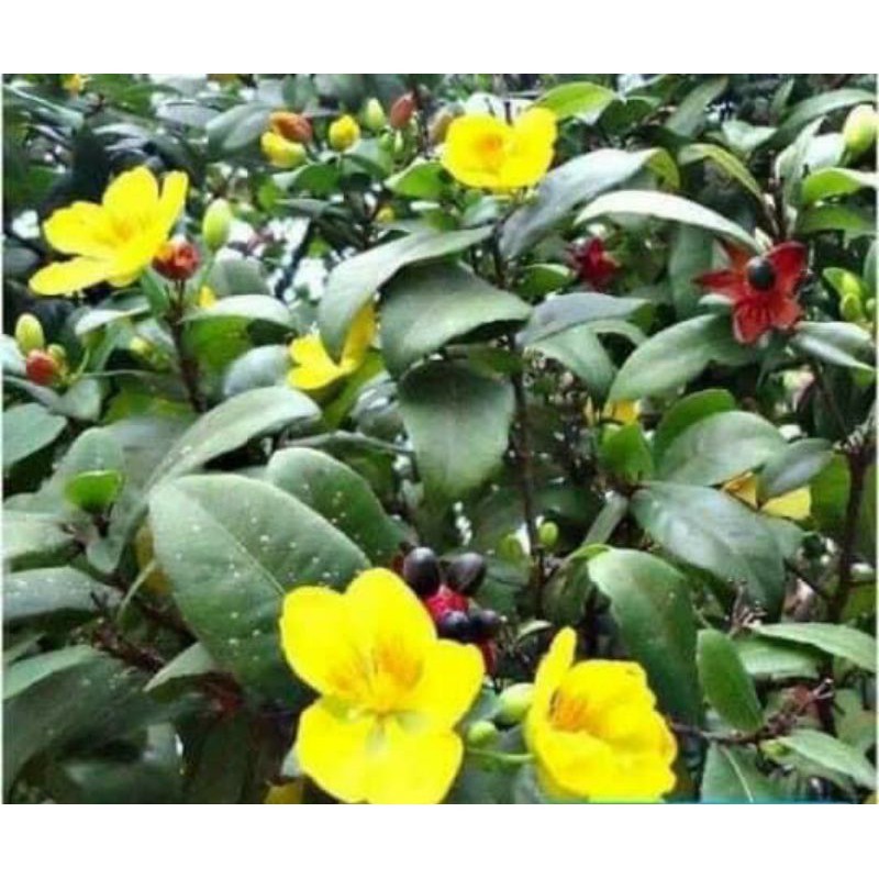 Mai TỨ QUÝ