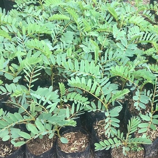 Giống Cây So Đũa (Gói 150-160 hạt)