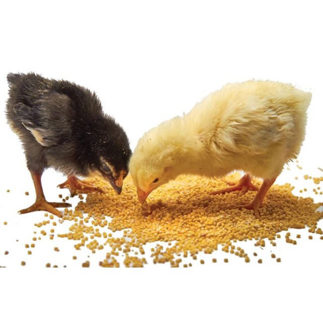 (Hỏa Tốc) Bao 25KG Thức Ăn gà Vina 258 thức ăn gà con thức ăn chim con thức ăn chim cút