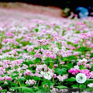 1KG Hạt Giống Hoa Tam Giác Mạch (| -KD: B1*W63)