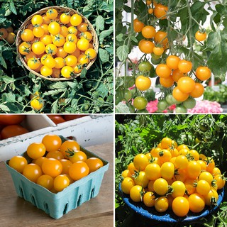 Combo 4 gói cà chua các loại (cà chua khổng lồ+ cà chua trái tim + cà chua bi dây đỏ + vàng)