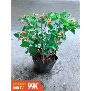Hoa Ngũ Sắc (có sẵn hoa)