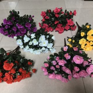 Hoa Đỗ quyên . 25k