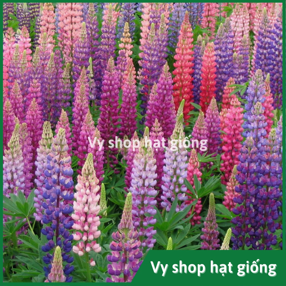 Hạt giống hoa đậu Lupin - Lupinus Micranthus mix màu gói 50 hạt