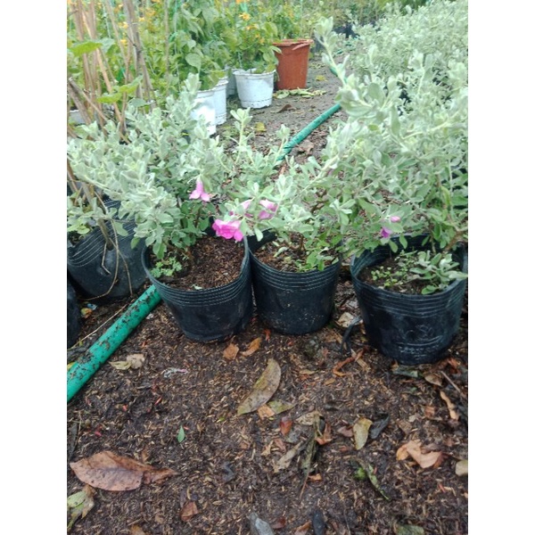 Hoa tuyết sơn phi hồ