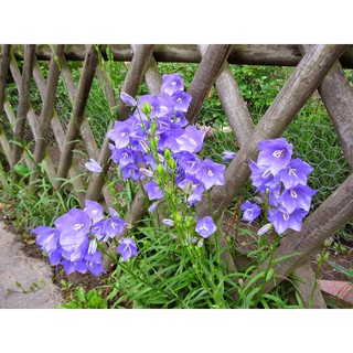 Hạt Giống Hoa Cát Cánh
