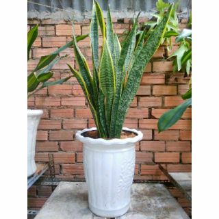 Bụi Lưỡi Hổ (loại lớn )