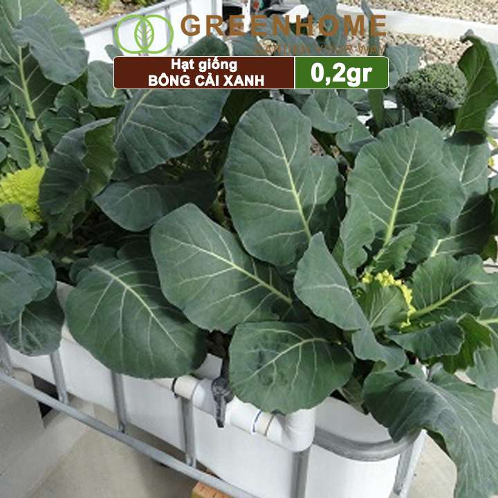 Hạt giống Súp lơ xanh Greenhome, gói 0,2gr, bông cải xanh, dinh dưỡng, dễ trồng T10