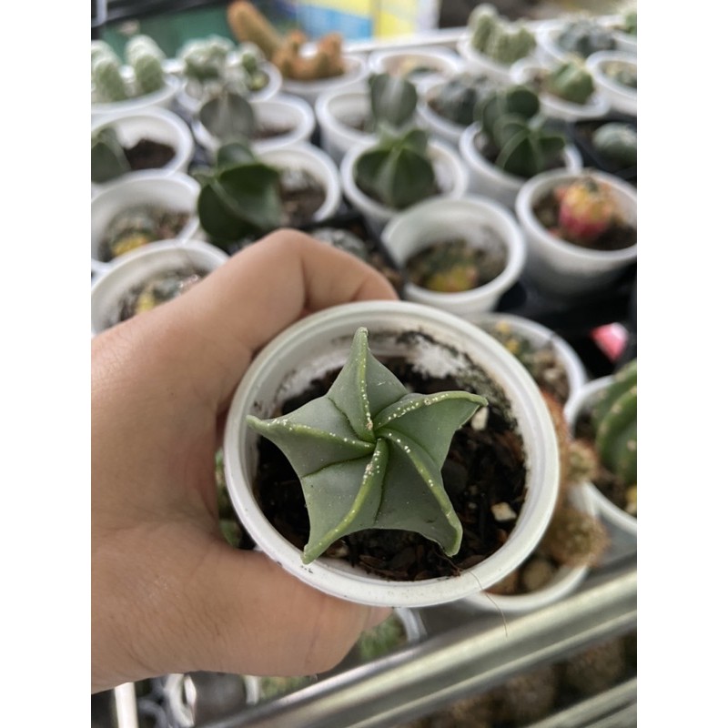 XƯƠNG RỒNG ASTRO SAO ĐẦU XANH