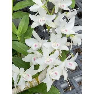 Lan Phi Điệp trầm  5 cánh trắng đài loan