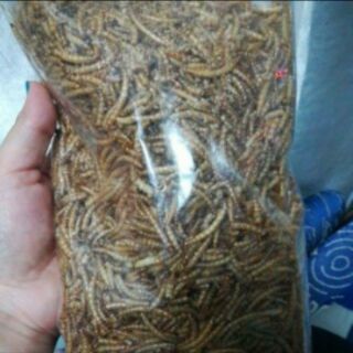 Sâu gạo rang bơ - hamster sóc nhím