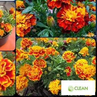 🍀hạt giống hoa vạn thọ pháp mix màu🍀 tuổi thọ hoa cao dễ trồng