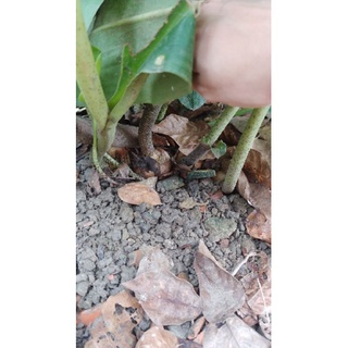 Hoa cẩm tú cầu