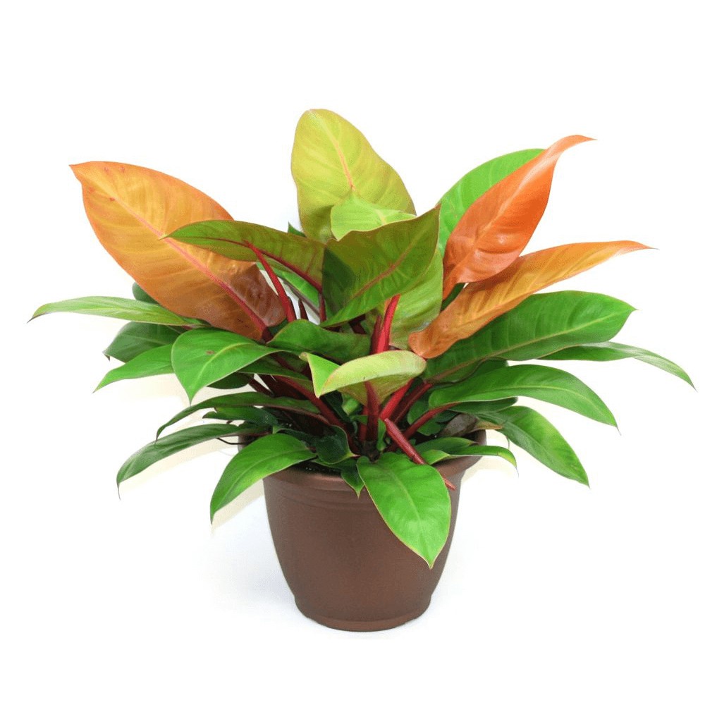 Cây giống Philodendron Red King (Hồng Đế) chậu nhựa