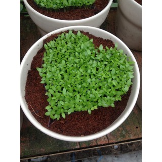 [GIÁ GỐC] Hạt Giống Cỏ May Mắn - 1 gram