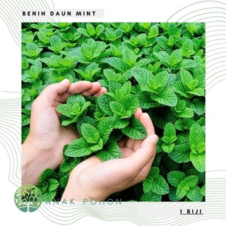 Hạt giống - lá bạc hà 50h