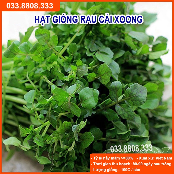 Hạt Giống Rau Cải Xoong Giàu Dinh Dưỡng