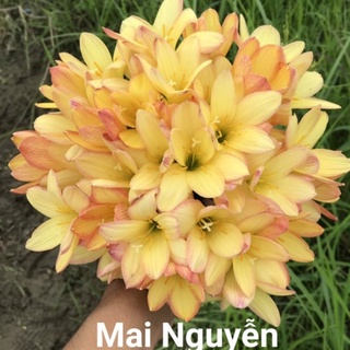 SET 50-200 CỦ HUỆ MƯA KING RAMSON SIZE HOA