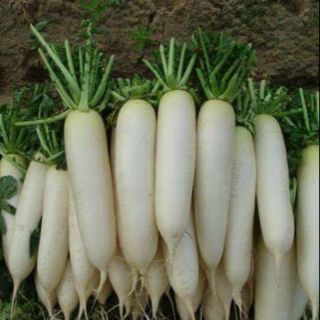 Hạt giống củ cải trắng ngọt F1