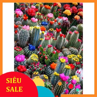 20 Hạt giống hoa Xương rồng mix (tặng gói kích nẩy mầm và hướng dẫn) VIETPHAT
