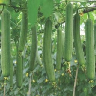 Gói 10 hạt giống mướp hương sai quả
