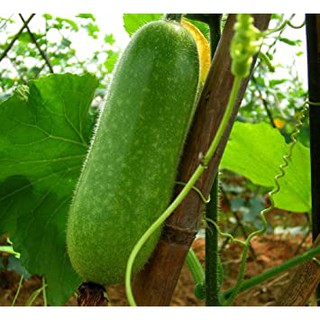 10h - HẠT GIỐNG BÍ ĐAO CHANH