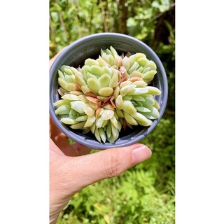 sen đá Hải ly Hồng bạc tròn