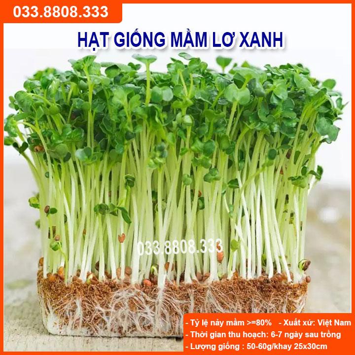 HẠT GIỐNG RAU MẦM LƠ XANH  GIỐNG CHUẨN, CHẤT LƯỢNG CAO