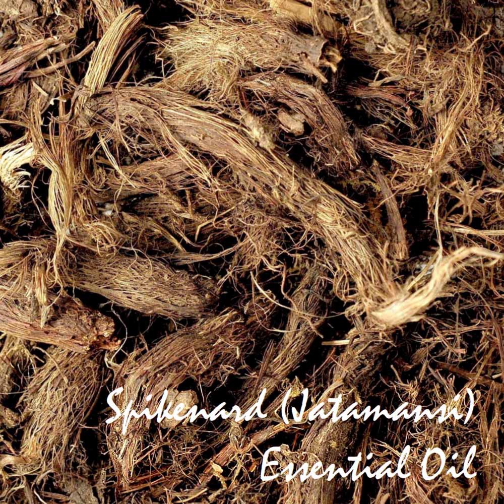 Tinh dầu rễ Cam tùng hương Spikenard Essential Oil (Jatamansi)
