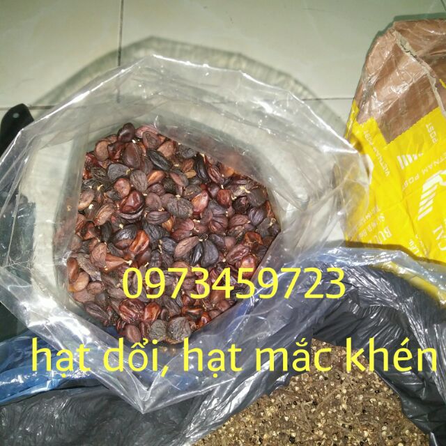 Hạt dổi tây bắc