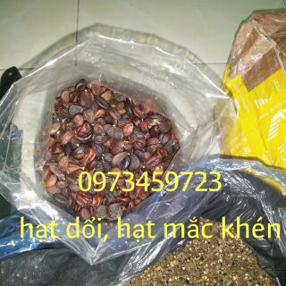 Hạt dổi tây bắc