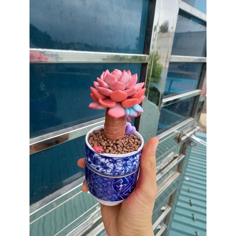 Sen thụ đất sét đẹp